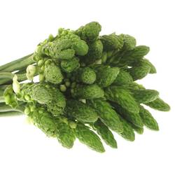 Ornithogalum weiss Milky Way 35cm