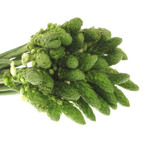 Ornithogalum weiss Milky Way 35cm