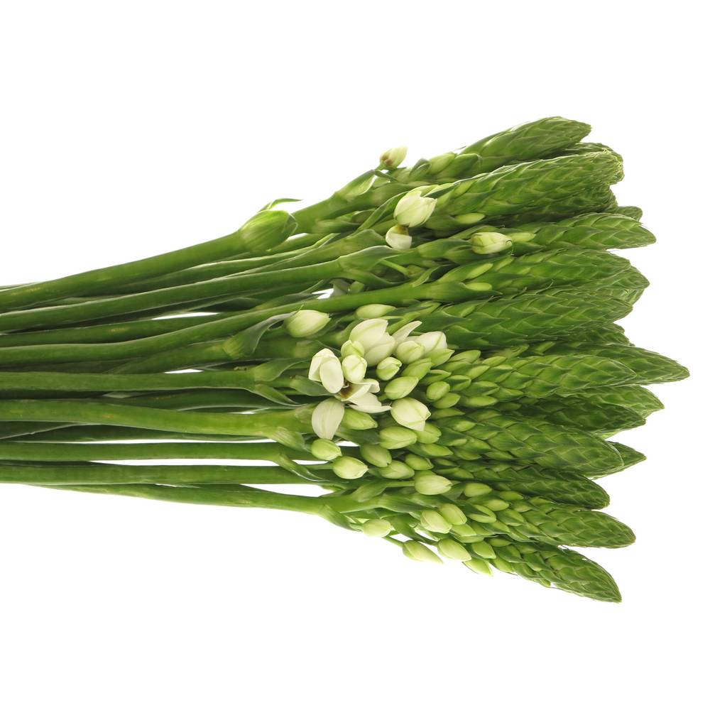 Ornithogalum weiss Milky Way 35cm