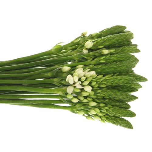 Ornithogalum weiss Milky Way 35cm