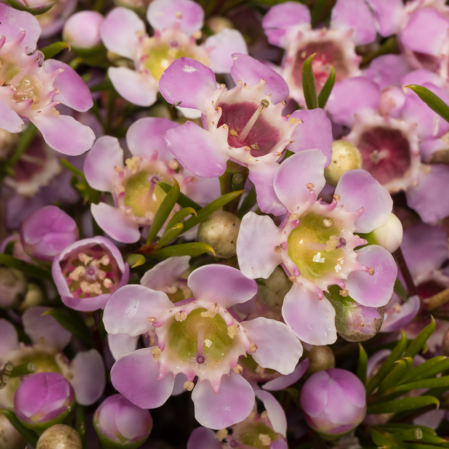 Wachsflower rosa Alouana 100 Gramm  80cm