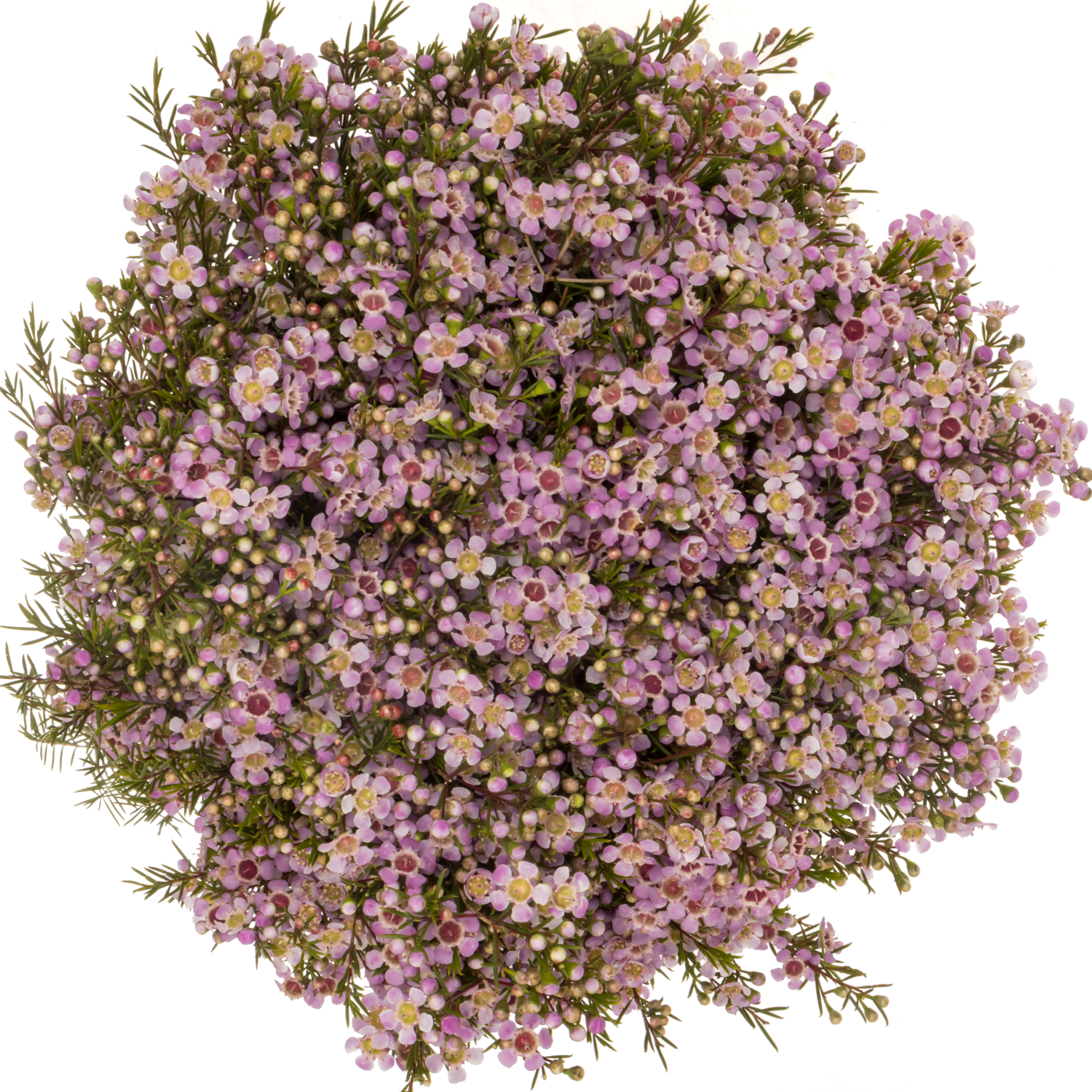 Wachsflower rosa Alouana 100 Gramm  80cm