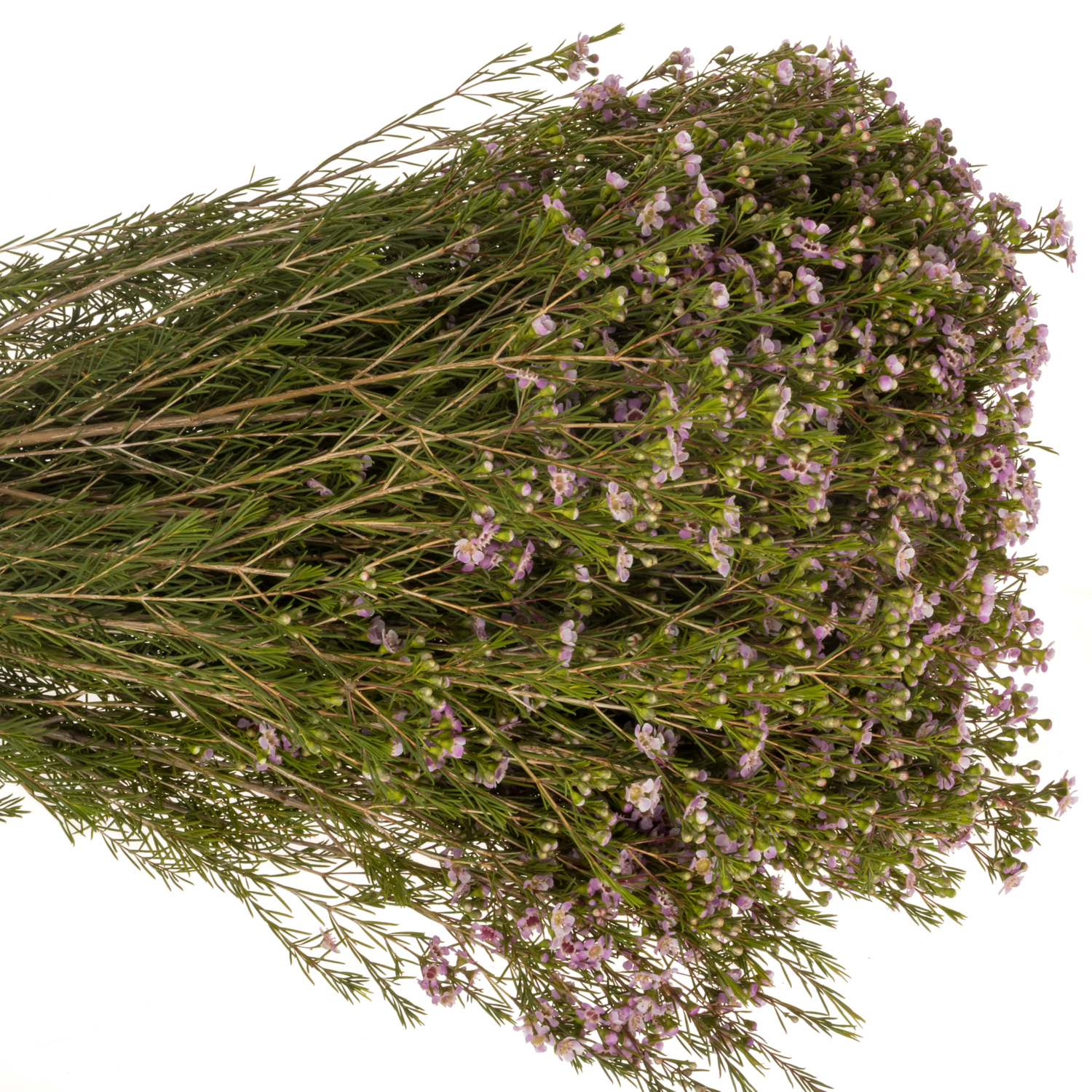 Wachsflower rosa Alouana 100 Gramm  80cm