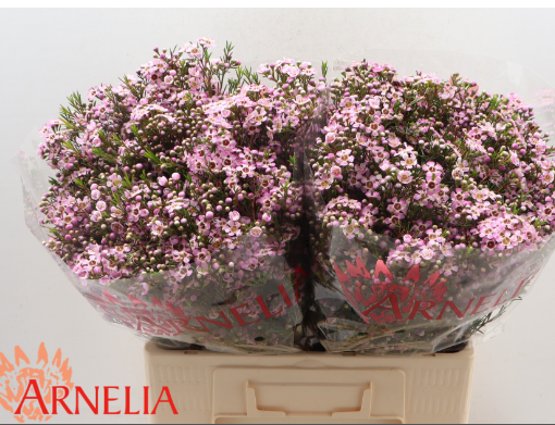 Wachsflower rosa Alousana 100 Gramm  80cm