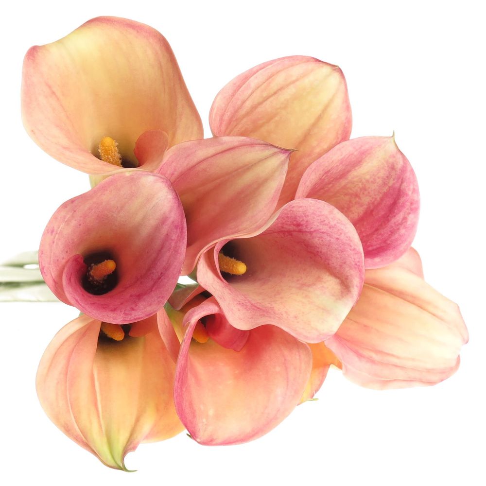 Calla rosa Rosette 50cm