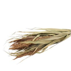 Trocken Ornamental Grass Kupfer L70cm