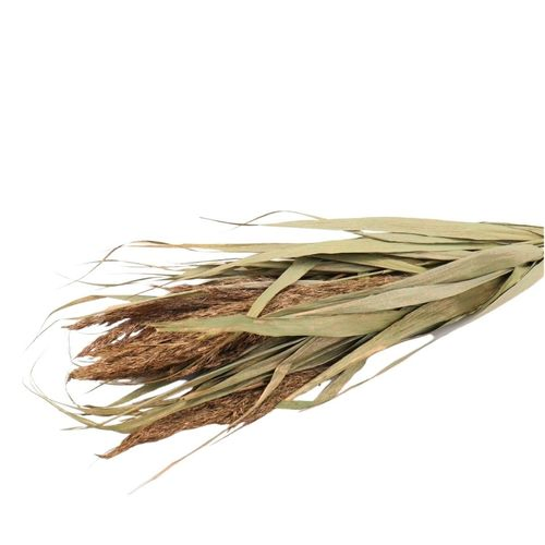 Trocken Ornamental Grass Kupfer L70cm