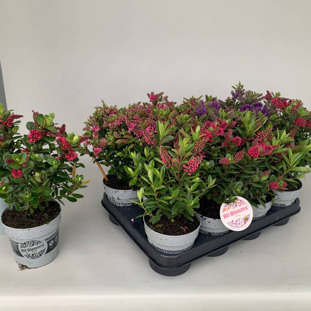 Hebe All Blooms mix T11 H025