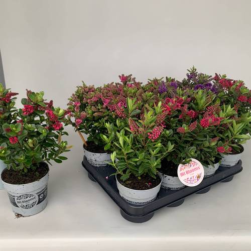 Hebe All Blooms mix T11 H025
