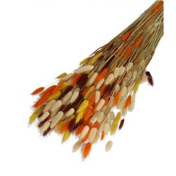 Trocken Lagurus orange mix L65cm 100gr