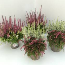 Calluna Twin Rasta T12 H025