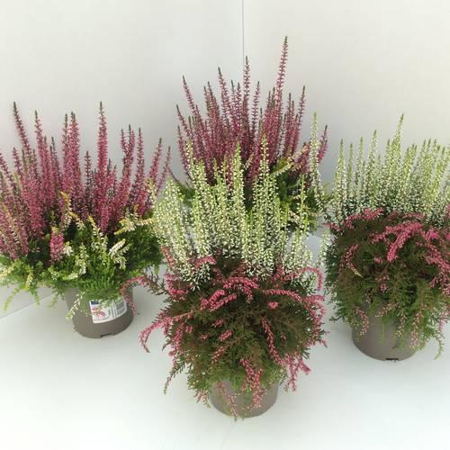 Calluna Twin Rasta T12 H025