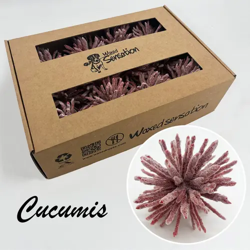 Seiden Wachs Cucumis eisig rot