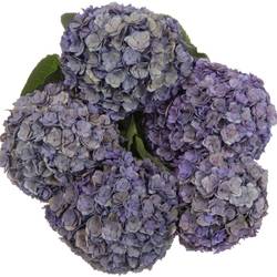 Hortensie lila/dunkel grün Anastasia Cl Bol 21cm 65cm