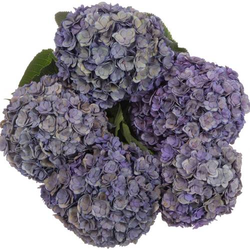 Hortensie lila/dunkel grün Anastasia Cl Bol 21cm 65cm