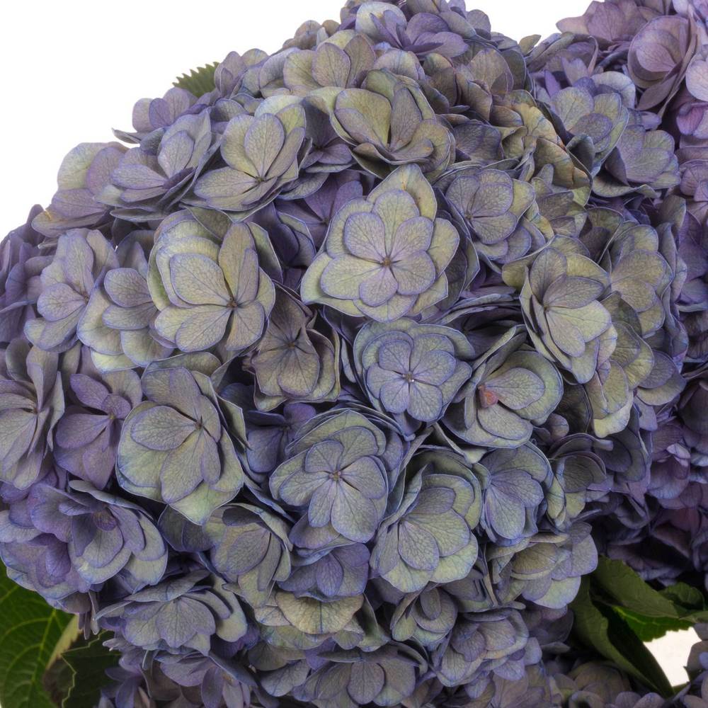 Hortensie lila/dunkel grün Anastasia Cl Bol 21cm 65cm