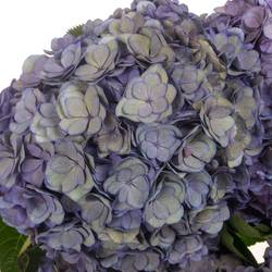 Hortensie lila/dunkel grün Anastasia Cl Bol 21cm 65cm
