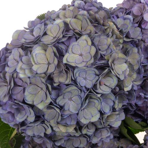 Hortensie lila/dunkel grün Anastasia Cl Bol 21cm 65cm