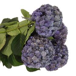 Hortensie lila/dunkel grün Anastasia Cl Bol 21cm 65cm