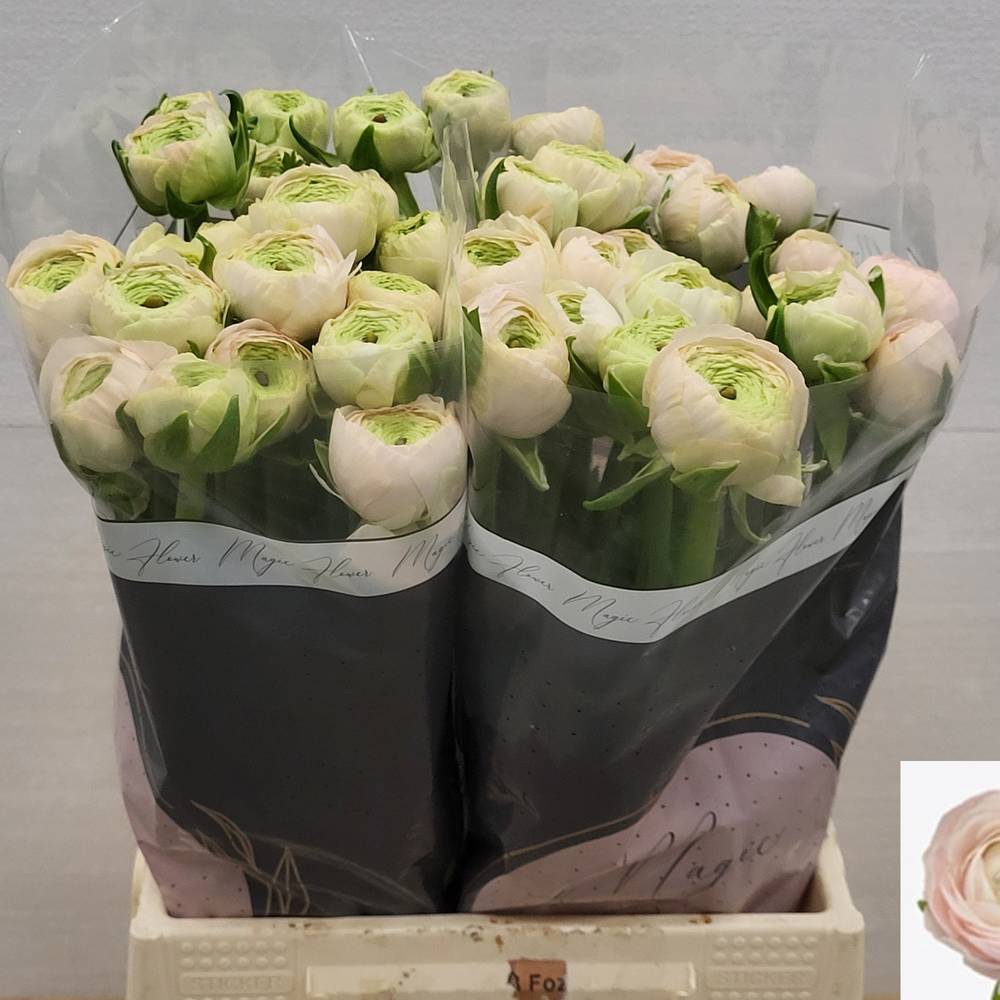 Ranunkel hell rosa  Real Marleene 45cm x 20