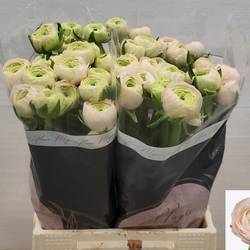 Ranunkel hell rosa  Real Marleene 45cm x 20