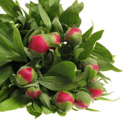 Pfingstrose rosa  50cm