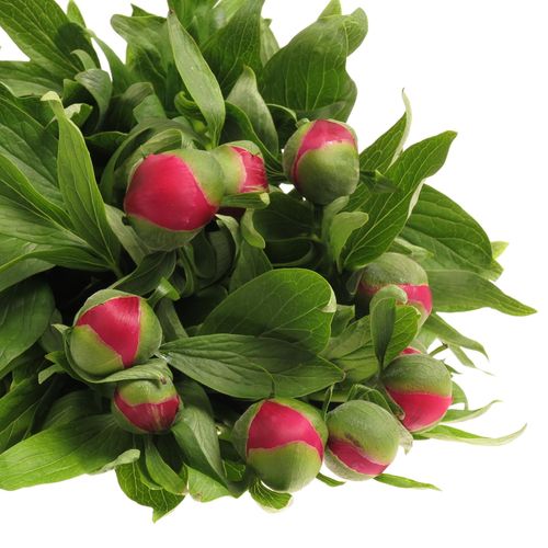 Pfingstrose rosa  50cm