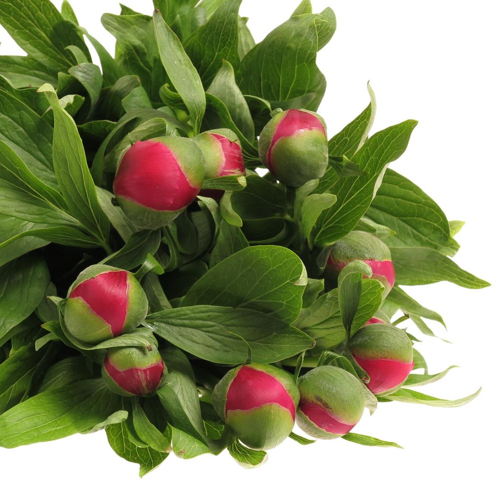 Pfingstrose rosa  50cm