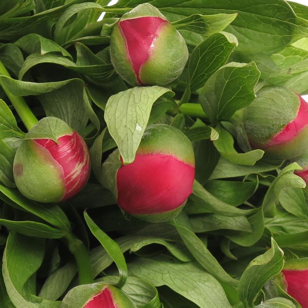 Pfingstrose rosa  50cm