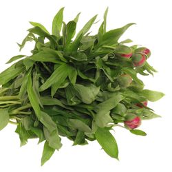 Pfingstrose rosa  50cm