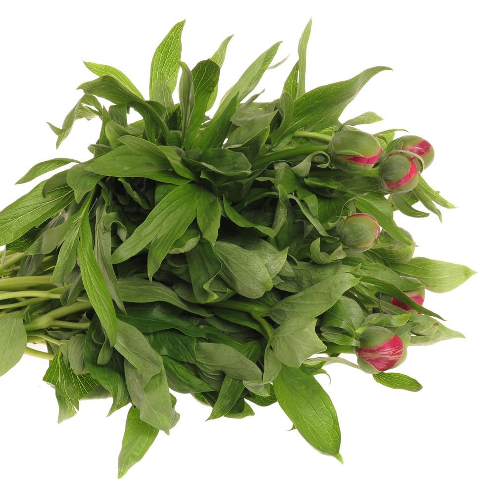 Pfingstrose rosa  50cm