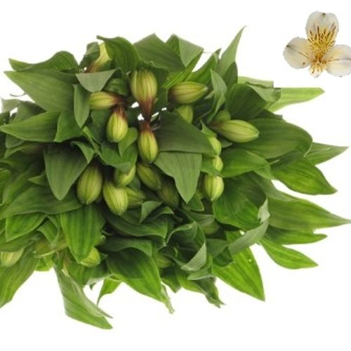 Alstroemerie creme Valley 65 Gramm 75cm