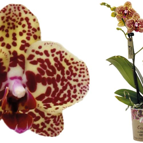 Phal.2-R Ghana Kolibri T09 H40