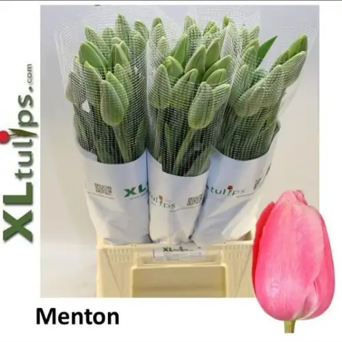 Franz.rosa Menton 60 Gramm 60cm