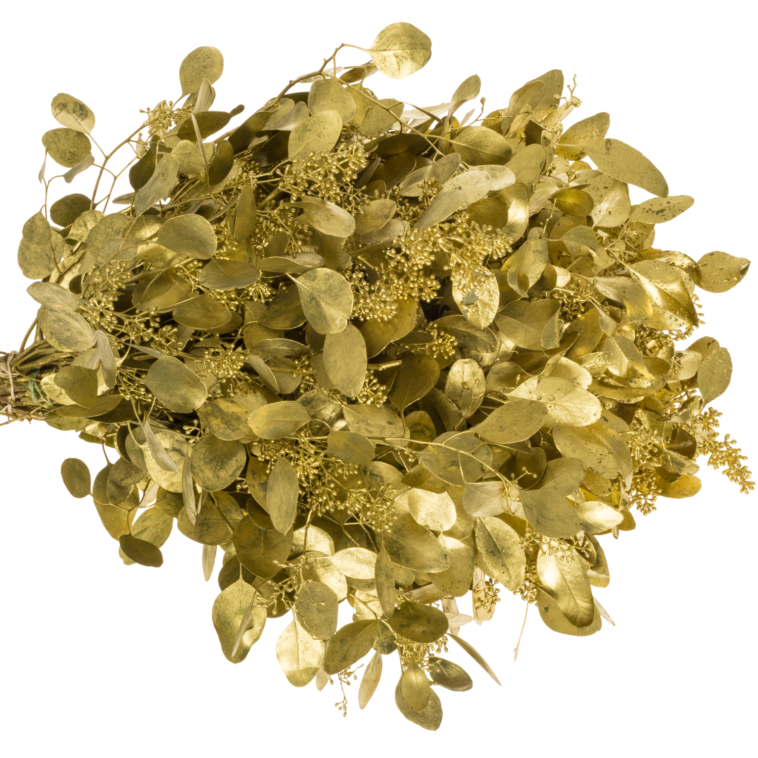 Populus gold Frucht gefärbt 300 Gramm 65cm