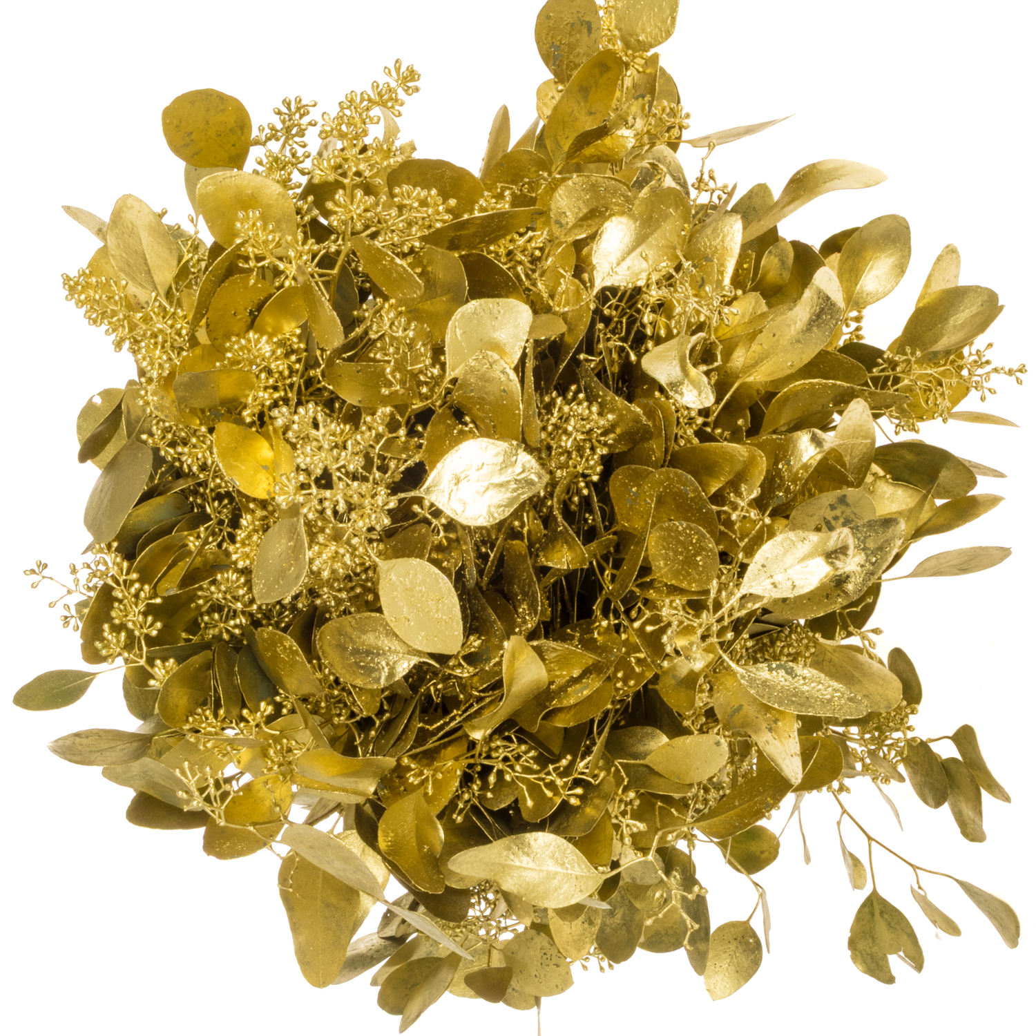 Populus gold Frucht gefärbt 300 Gramm 65cm