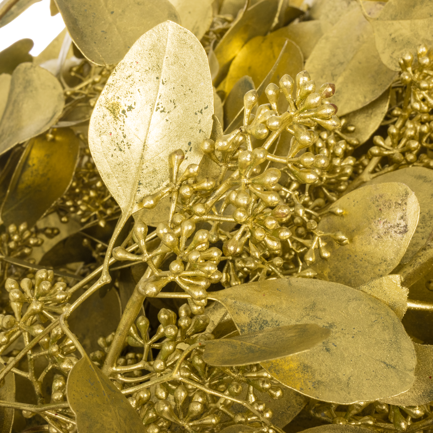 Populus gold Frucht gefärbt 300 Gramm 65cm