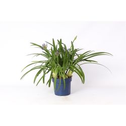 Agapanthus blau T19 H070