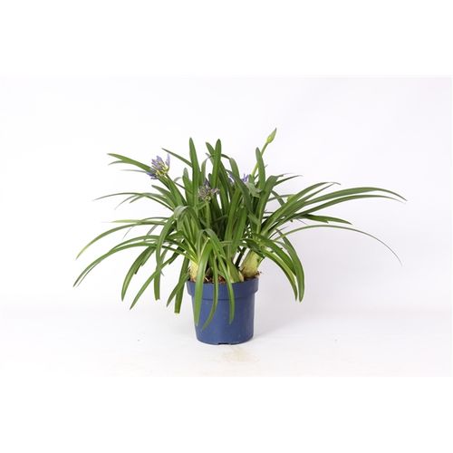 Agapanthus blau T19 H070
