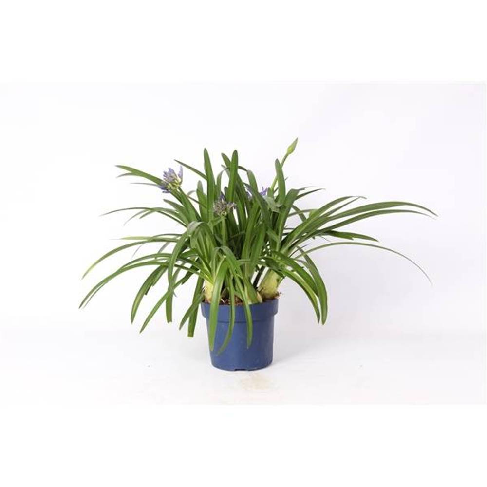 Agapanthus milka T27 H110