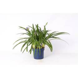 Agapanthus milka T27 H110