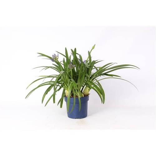 Agapanthus milka T27 H110