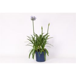 Agapanthus blau T19 H070