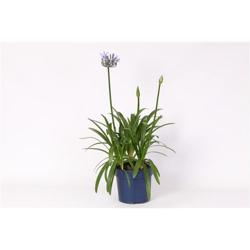 Agapanthus blau T19 H070