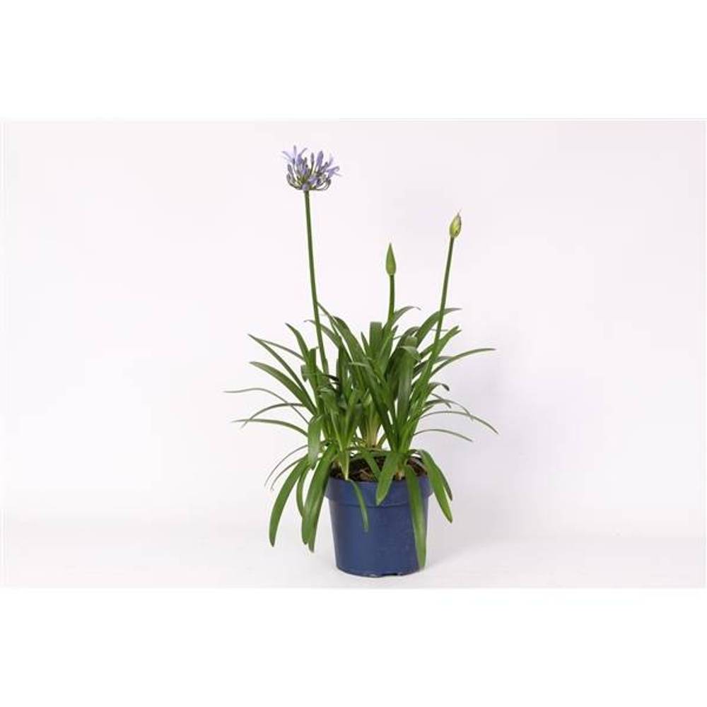Agapanthus milka T27 H110