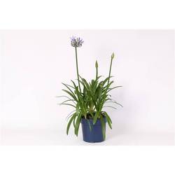 Agapanthus milka T27 H110