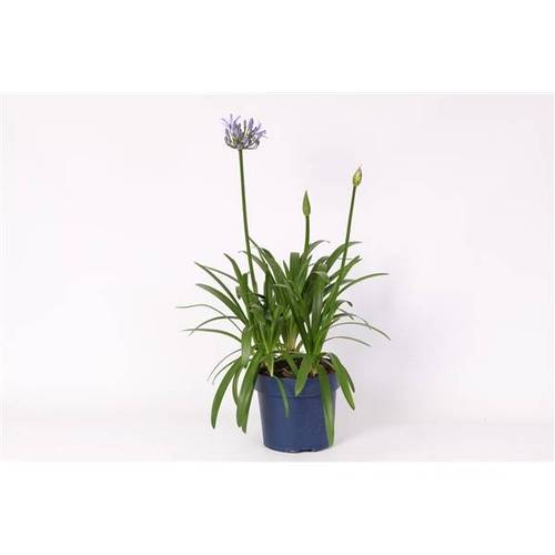 Agapanthus milka T27 H110