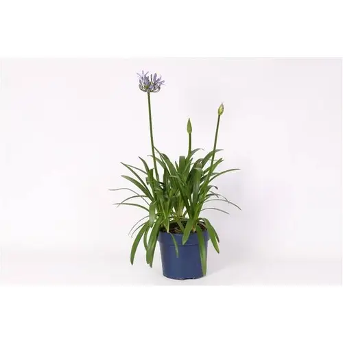 Agapanthus milka T27 H110