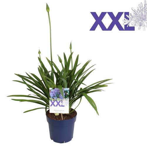 Agapanthus milka T27 H110