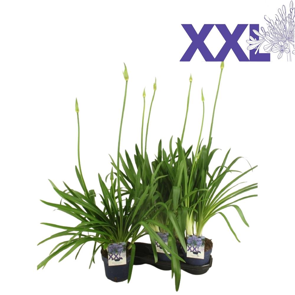 Agapanthus milka T27 H110